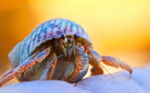 That's what a hermit crab looks like!
